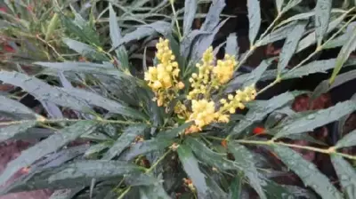 MAHONIA eurybracteata 'Sweet Winter'