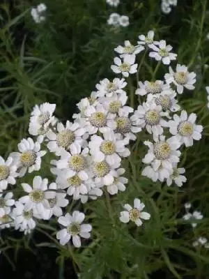 ACHILLEA ptarmica 'The Pearl'