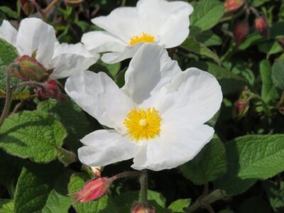 CISTUS x hybridus (corbariensis)