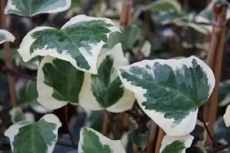 HEDERA algeriensis 'Gloire de Marengo'