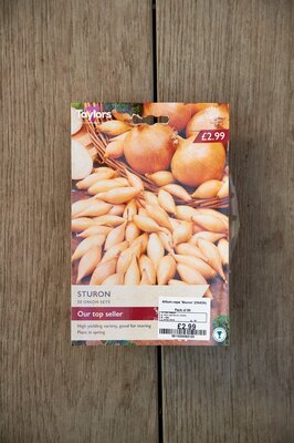 Allium cepa 'Sturon' (ONION)