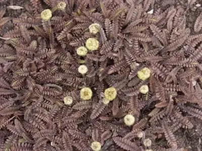LEPTINELLA squalida 'Platt's Black' - image 2