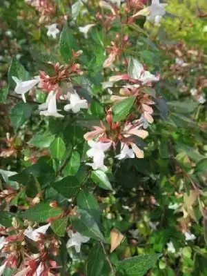 ABELIA x grandiflora 'Semperflorens'