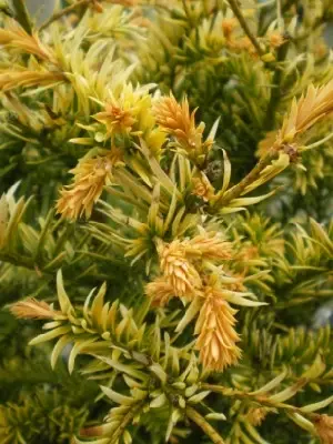 TAXUS baccata 'Fastigiata Aurea'