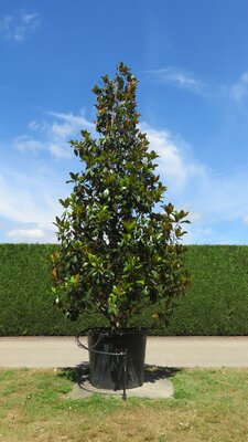 MAGNOLIA grandiflora 'Galissonniere'
