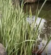 ACORUS calamus 'Variegatus'