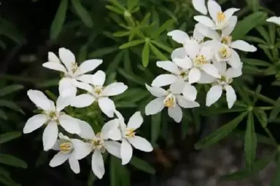 CHOISYA x dewitteana 'White Dazzler'