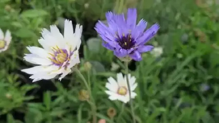 CATANANCHE caerulea 'Alba'