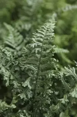 DRYOPTERIS affinis 'Cristata'