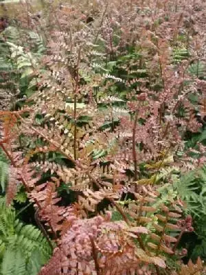 DRYOPTERIS erythrosora