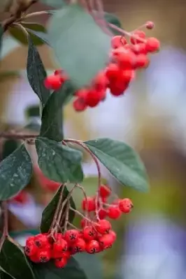 COTONEASTER lacteus