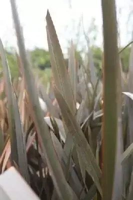 PHORMIUM 'Chocolate Dream'