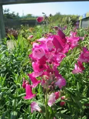 PENSTEMON 'Pensham Amelia Jayne'