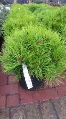 PINUS densiflora 'Low Glow'