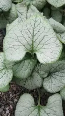 BRUNNERA macrophylla 'Looking Glass' - image 1