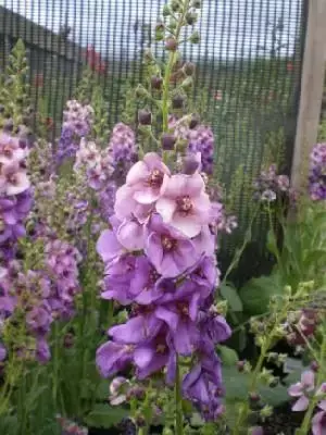 VERBASCUM 'Sugar Plum'