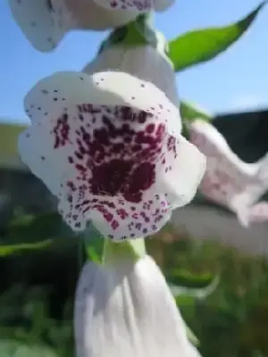 DIGITALIS purpurea 'Pam's Choice'
