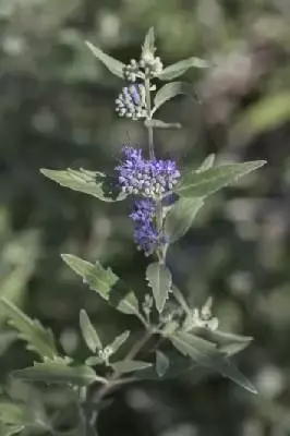 CARYOPTERIS x clandonensis 'Heavenly Blue'