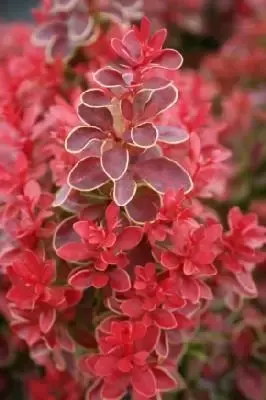 BERBERIS thunbergii 'Admiration' - image 1