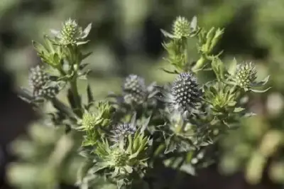 ERYNGIUM planum 'Blue Hobbit'