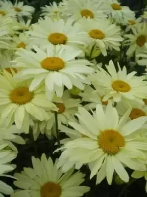 LEUCANTHEMUM x superbum 'Broadway Lights'