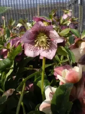 HELLEBORUS x hybridus 'Lady Series'