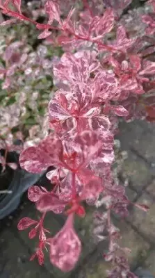 BERBERIS thunbergii 'Rose Glow' - image 2
