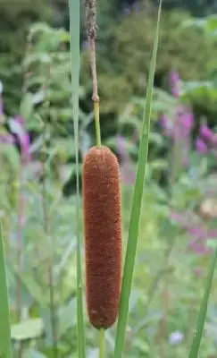 TYPHA angustifolia