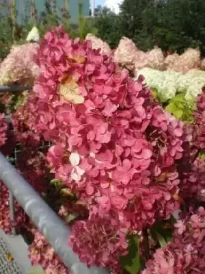 HYDRANGEA paniculata 'Vanille Fraise'