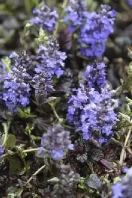 AJUGA reptans 'Black Scallop' - image 1