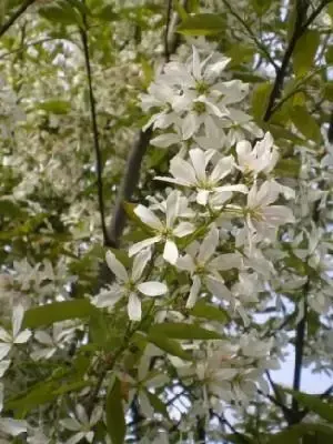 AMELANCHIER x grandiflora 'Robin Hill' - image 2