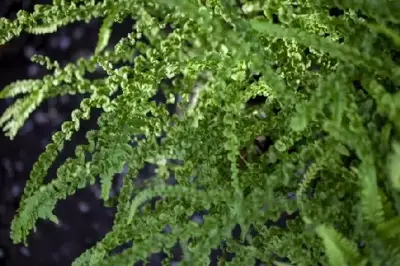 ATHYRIUM filix-femina 'Frizelliae' - image 2