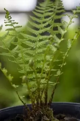 ATHYRIUM filix-femina 'Lady in Red' - image 2