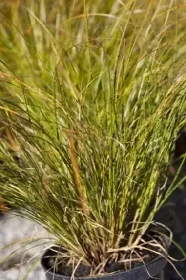 CAREX testacea 'Prairie Fire' - image 2