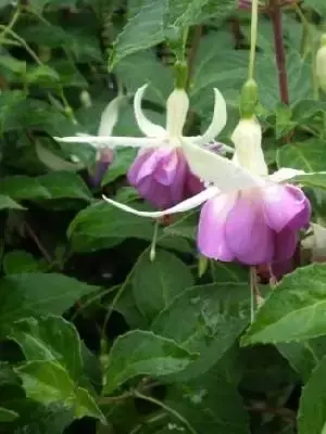 FUCHSIA 'Delta's Sara'