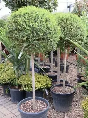 LIGUSTRUM delavayanum