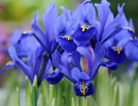 IRIS reticulata 'Harmony'