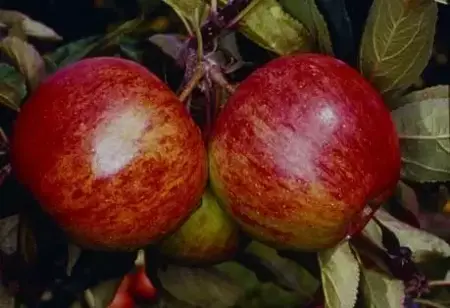 Malus domestica 'Ellison's Orange' (Apple)