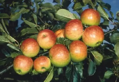 Malus domestica 'James Grieve' (Apple)