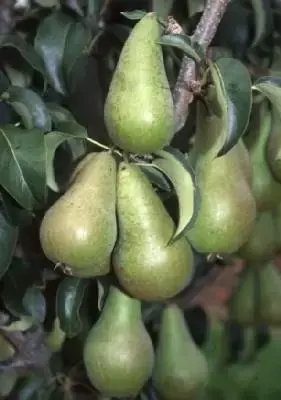 Pyrus communis 'Concorde' (PEAR)