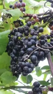 Vitis vinifera 'Regent' (GRAPE)