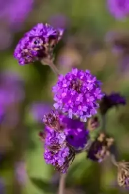VERBENA rigida - image 2