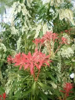 PIERIS 'Forest Flame' - image 1