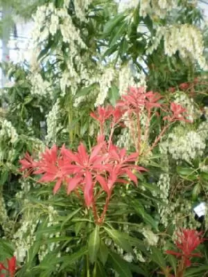 PIERIS 'Forest Flame' - image 1
