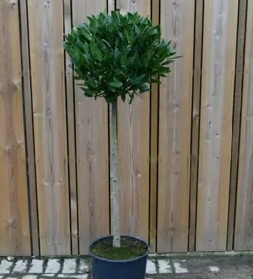 LAURUS nobilis 3/4 Standard
