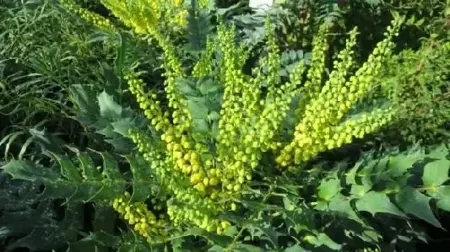 MAHONIA x media 'Winter Sun'