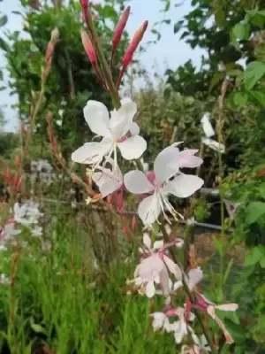 GAURA lindheimeri