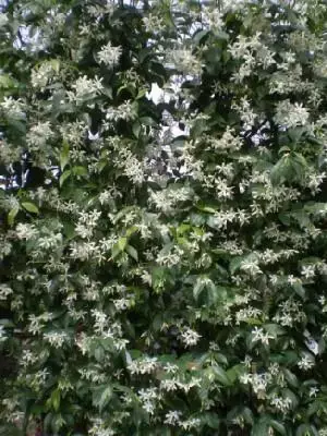 TRACHELOSPERMUM jasminoides