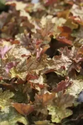 HEUCHERA 'Ginger Ale'