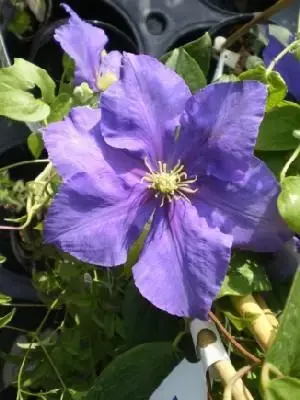 CLEMATIS 'General Sikorski'